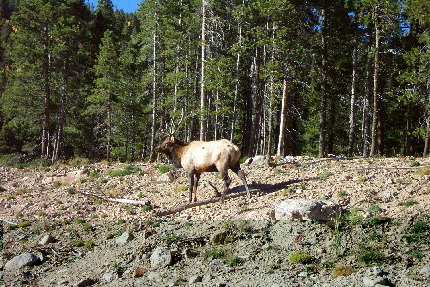 Elk spotted on side of Bear Lake road